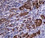 Target of the Week S100 Antibodies